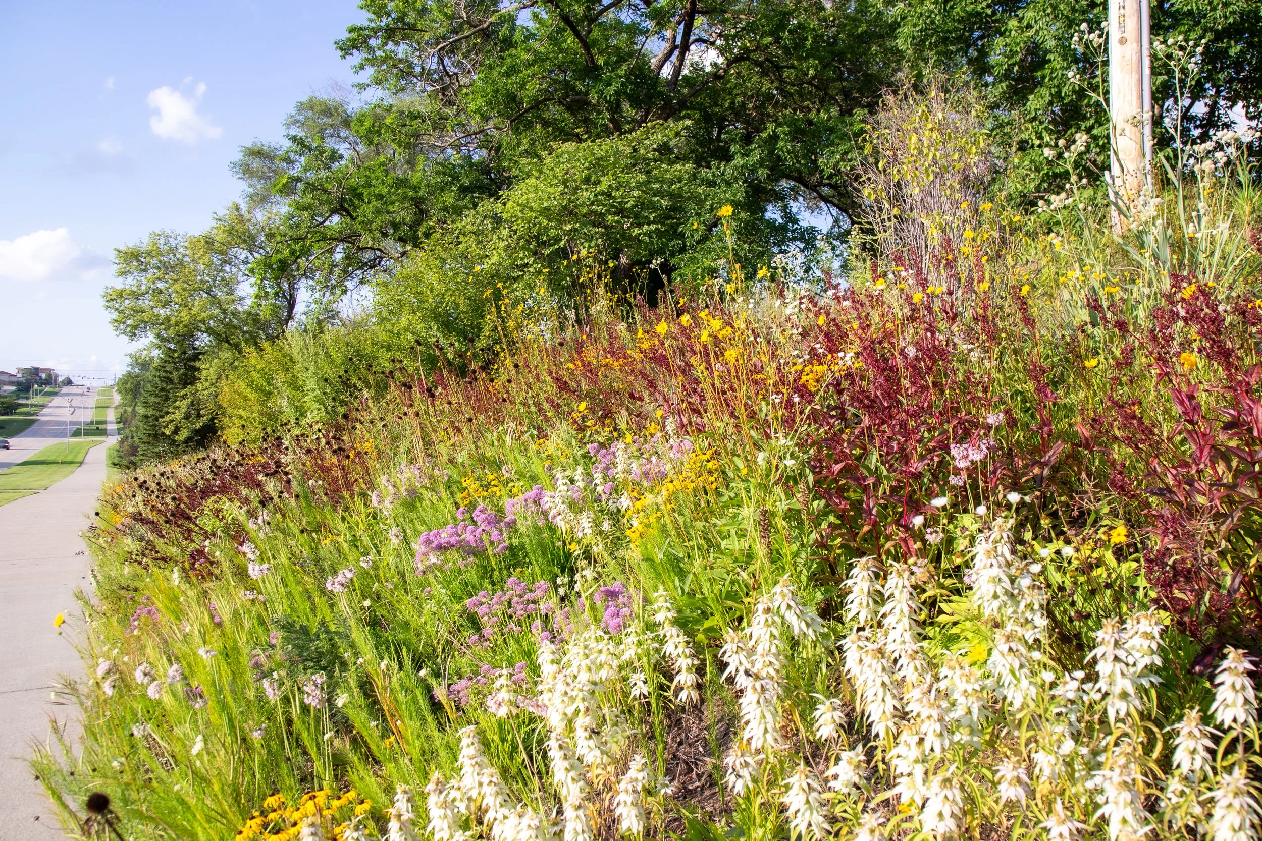 Roadside Meadow — Kelly D. Norris
